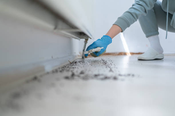 Best Termite Control Services  in Iola, KS